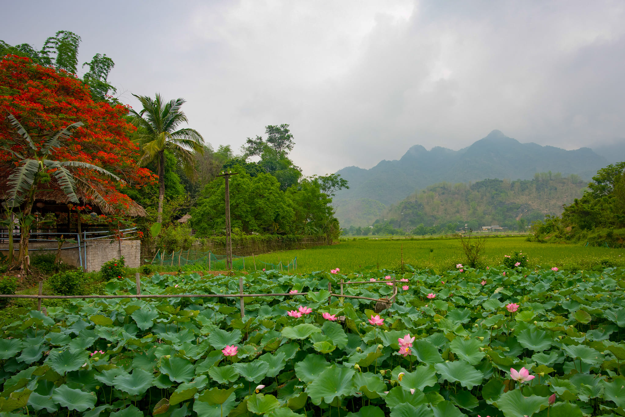 Lotus FLower